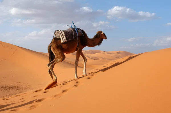 Velbloud v poušti sahara — Stock fotografie