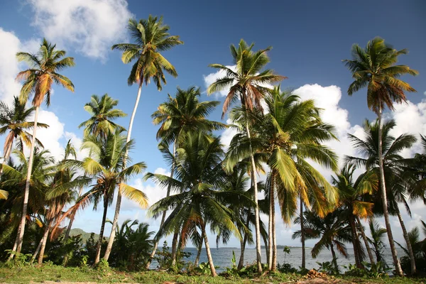 Karibiens landskap – stockfoto