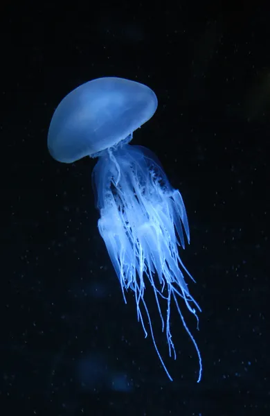 Медузы Стоковое Фото