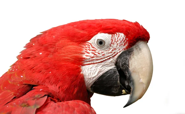 Green-Winged Macaw Isolated on White — Stock Photo, Image
