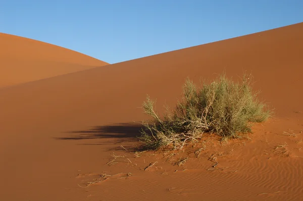 Sahara Desert — Stock Photo, Image