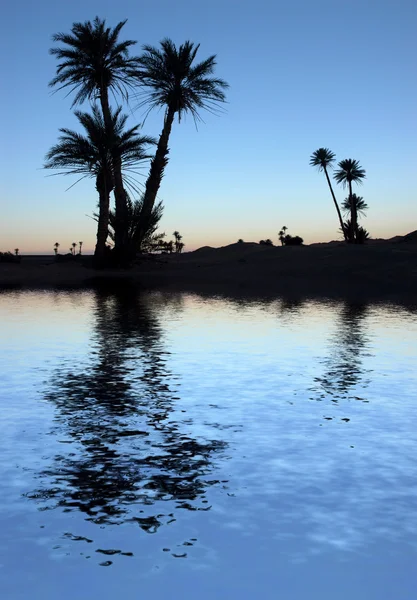 Palmbomen in de buurt van het meer bij zonsopgang — Stockfoto