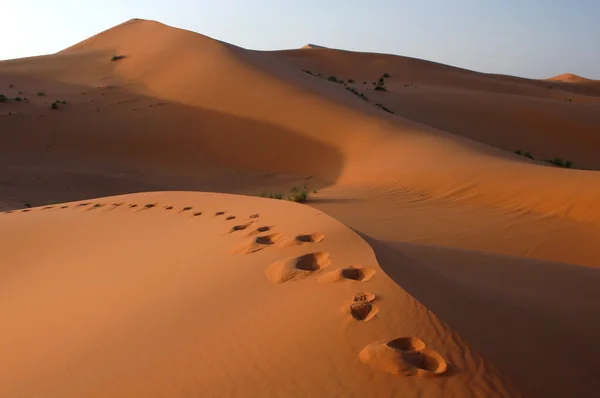Footsteps in the Sahara Desert — Stock Photo, Image