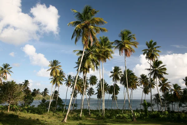 Caraïbisch landschap — Stockfoto