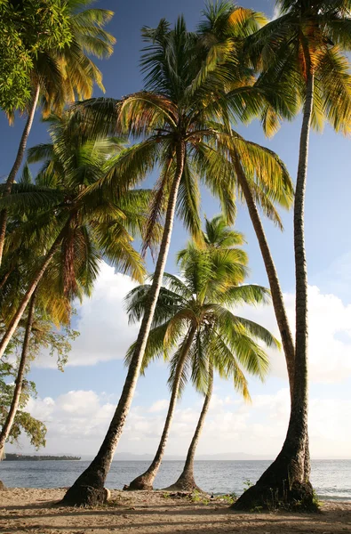 Paisaje Caribe — Foto de Stock