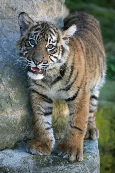 Тигровый детёныш — стоковое фото