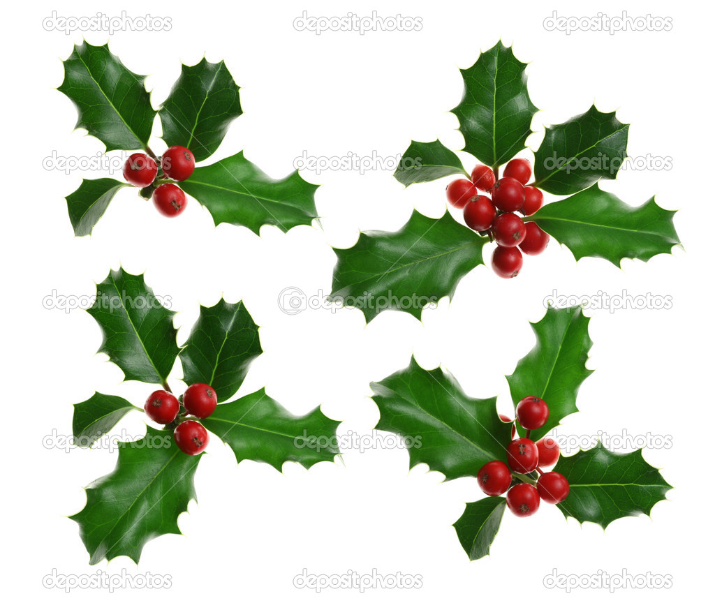 Holly Isolated on White