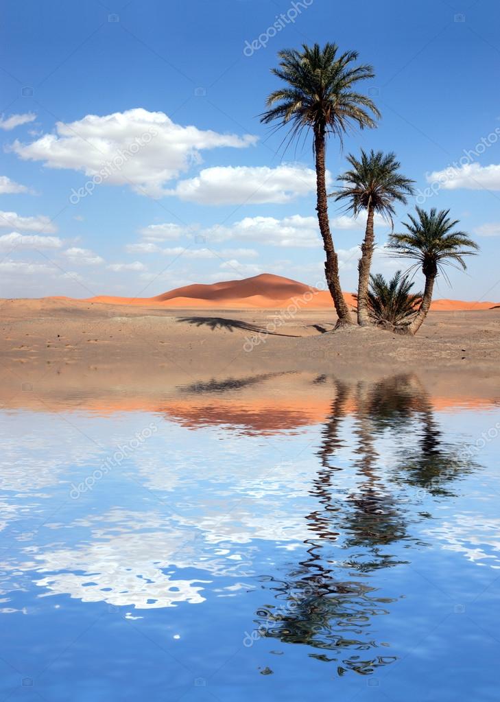 Palm Trees near the Lake in the Sahara Desert Stock Photo by ©wrangel