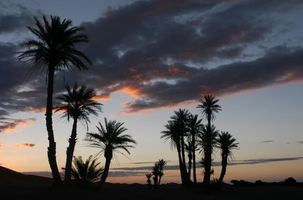 Palmiers au lever du soleil — Photo