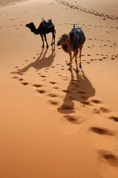 Camellos en el desierto del Sahara — Foto de Stock