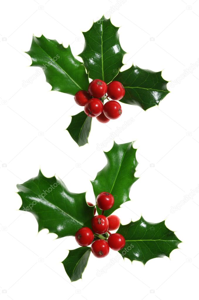 Holly Isolated on White