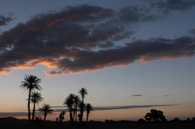 sunrise, palmiye ağaçları