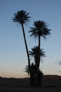 sunrise, palmiye ağaçları