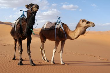 Sahra Çölündeki develer