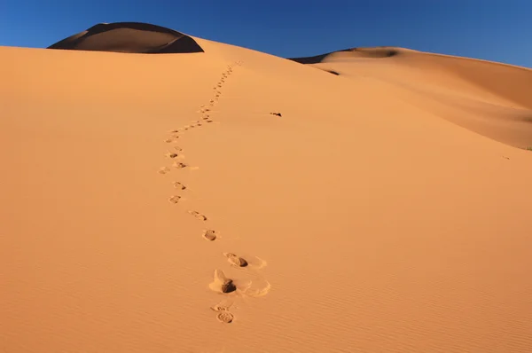 Pasos en el desierto del Sahara —  Fotos de Stock