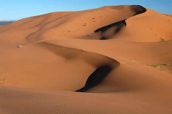 Saharawoestijn — Stockfoto