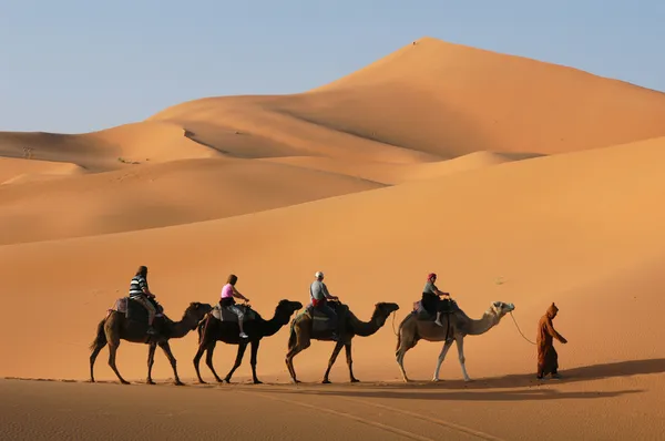 Kamelkarawane in der Sahara-Wüste lizenzfreie Stockbilder