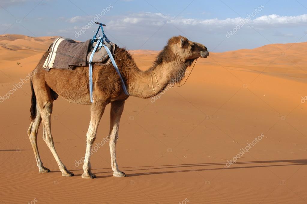 arabian camel — stock photo 08 vladimir wangel #13629695
