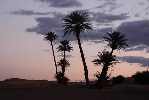 Palm pohon saat matahari terbit — Stok Foto