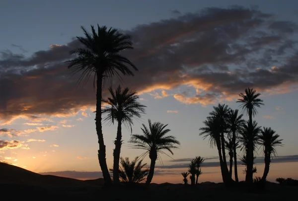 Sunrise, palmiye ağaçları — Stok fotoğraf