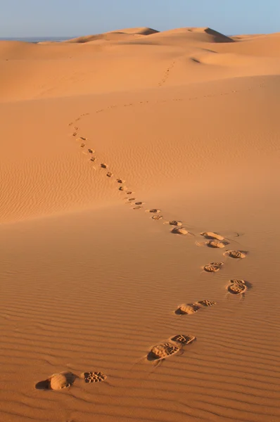 Sahara Desert — Stock Photo, Image