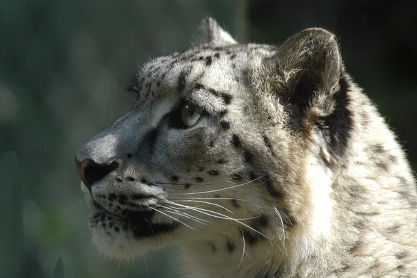 Leopardo da neve — Fotografia de Stock