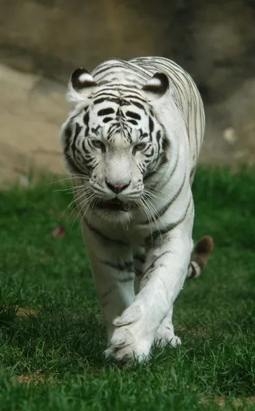 Leopardo de las nieves (Uncia uncia ) — Foto de Stock