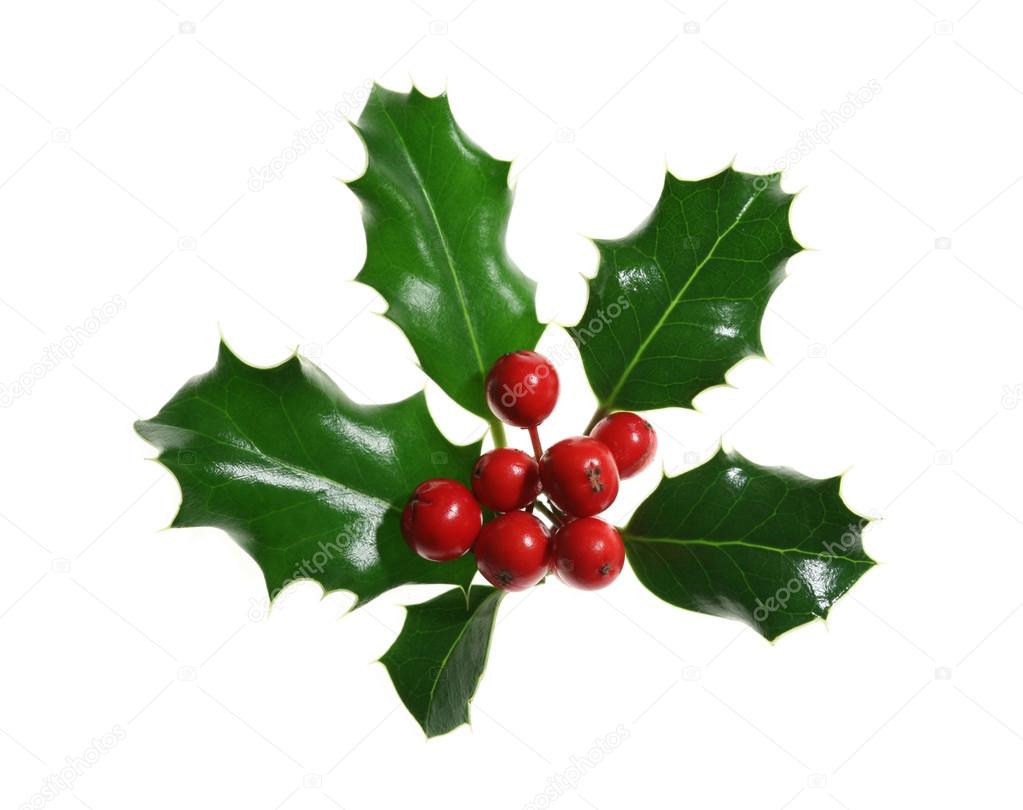 Holly Isolated on White