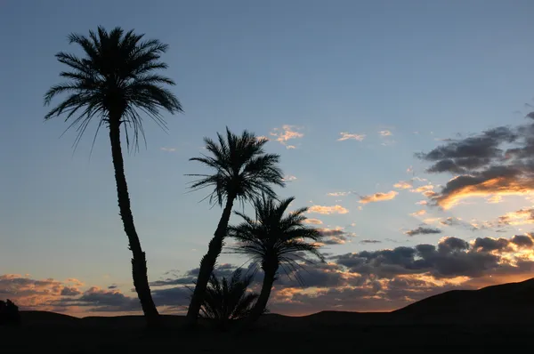 Palmeras al amanecer —  Fotos de Stock