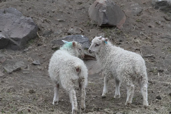 Sheeps — Stock Photo, Image