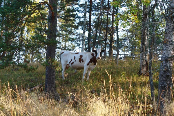 Kuh im Wald — Stockfoto