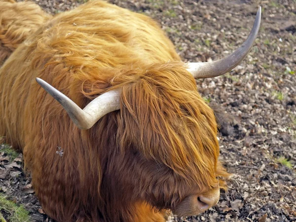 Scottish cow — Stock Photo, Image