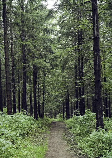 Road in the black forest, germany. — Stock Photo, Image