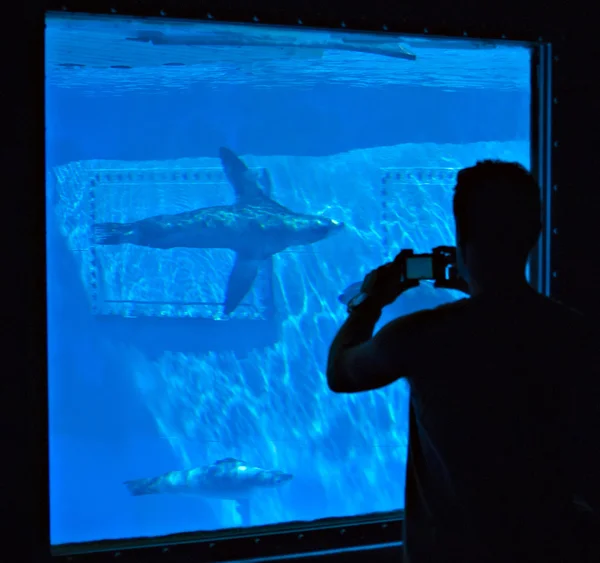 Pessoas assistindo leões-marinhos no zoológico de Barcelona — Fotografia de Stock