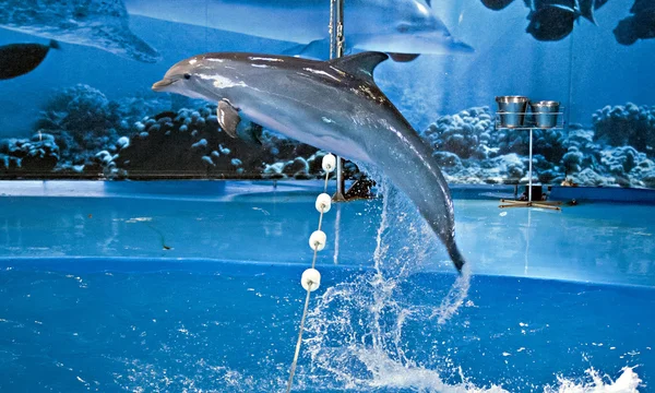 Espectáculo con delfines en el zoológico de barcelona Fotos De Stock Sin Royalties Gratis