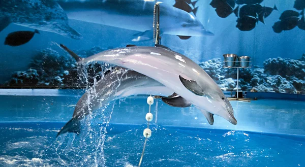 Espectáculo con delfines en el zoológico de barcelona Imagen De Stock