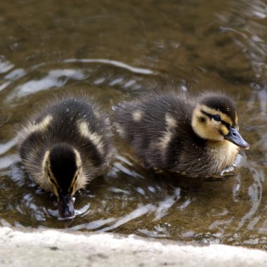 iki ördek yavrusu