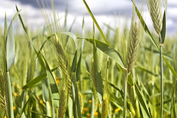 Yeşil buğday sivri
