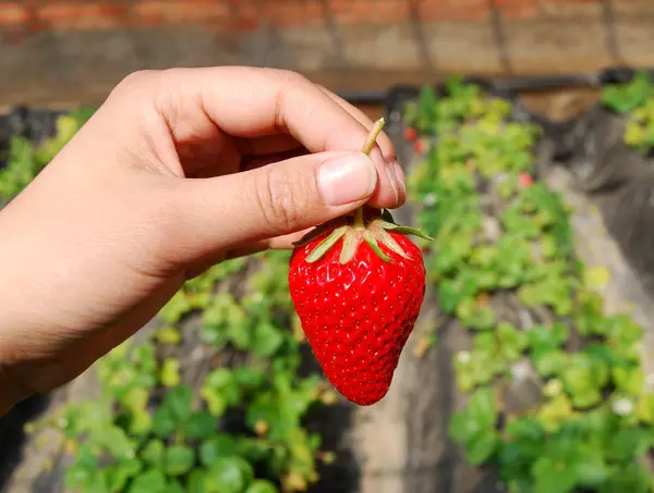 Morango na mão — Fotografia de Stock