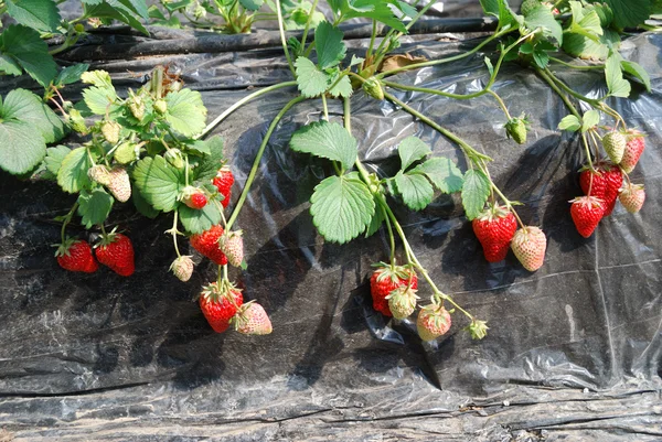 Fresh ripe red strawberry in greenhouse — Stock Photo, Image