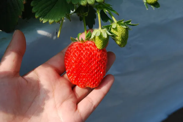 Morango na mão — Fotografia de Stock