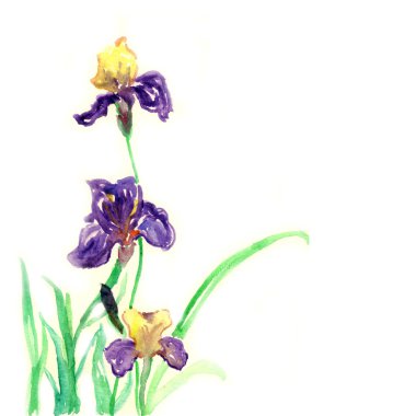 süsen, güzel suluboya çiçek