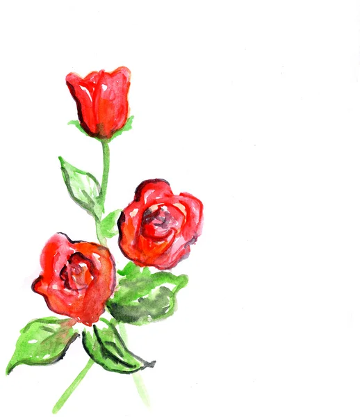 Rosa rossa, acquerello illustrazione — Foto Stock