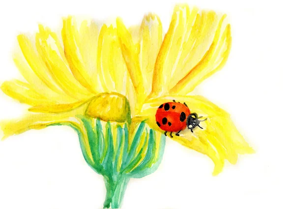 Lieveheersbeestje zittend op bloeiende paardebloem, watercolo r illustratie — Stockfoto