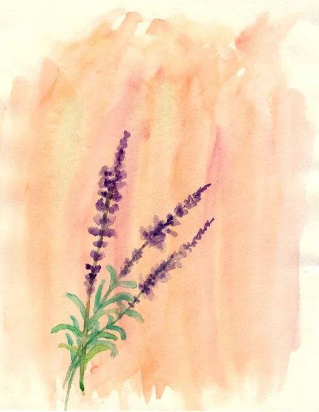 Iavender, illustration aquarelle — Photo