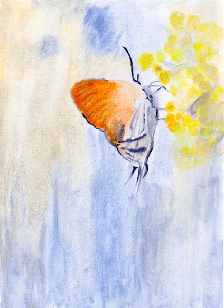 Butterfly, watercolo r illustration — стоковое фото