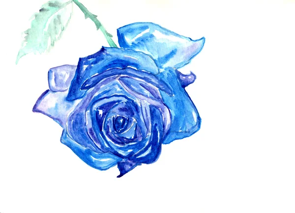Blå ros, akvarell ritning — Stockfoto