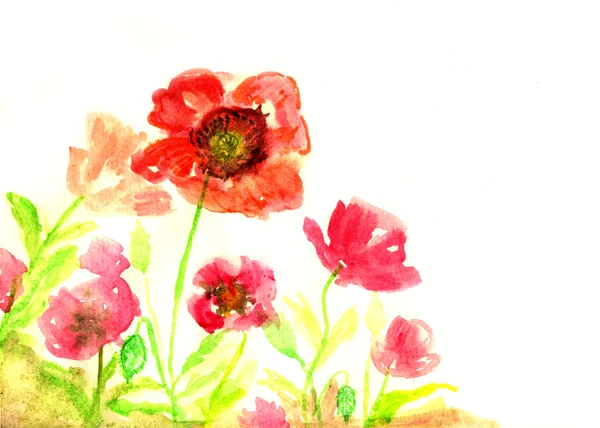 Fleurs de pavot colorées, illustration aquarelle — Photo