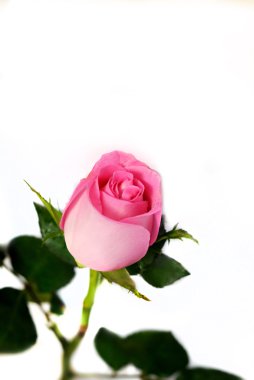 Beyaz arkaplanda pembe gül