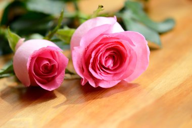 pembe Gül çiçek yakın çekim fotoğraf